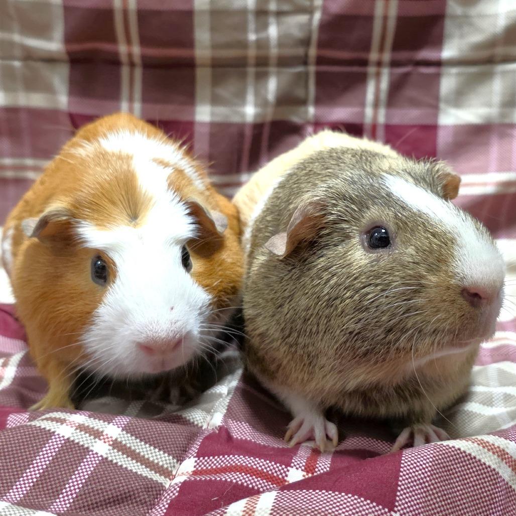 Enlarge Chanel, a Adoptable Guinea Pig in Michigan City, IN image 2/5