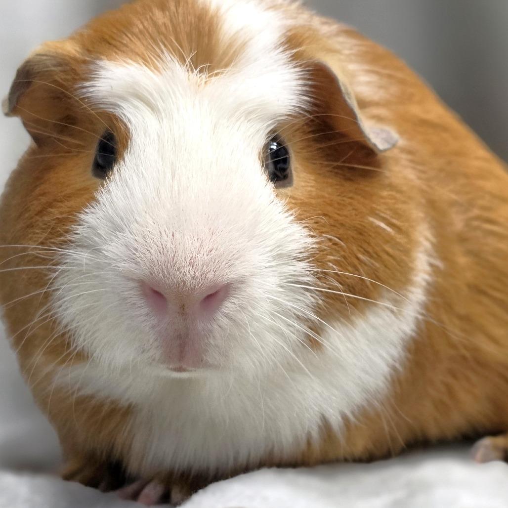 Enlarge Chanel, a Adoptable Guinea Pig in Michigan City, IN image 3/6