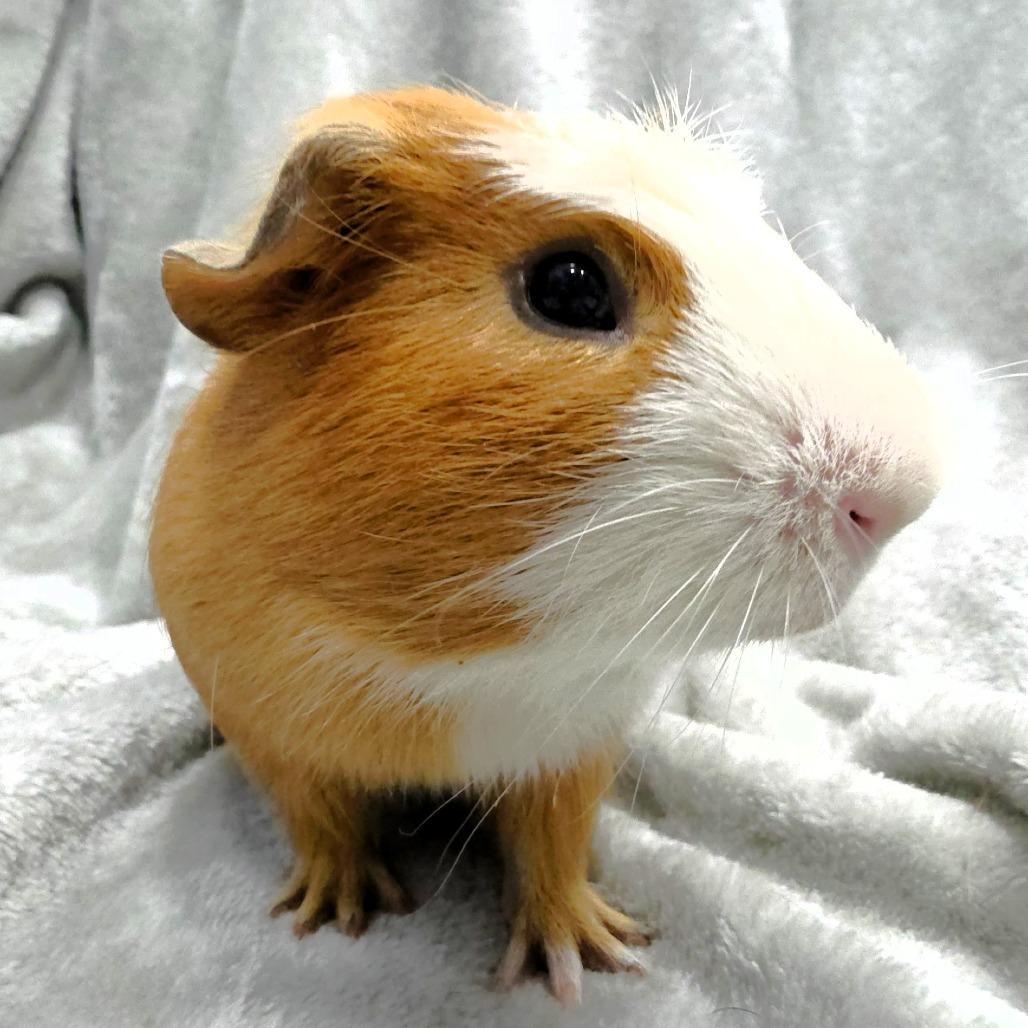Enlarge Chanel, a Adoptable Guinea Pig in Michigan City, IN image 4/6