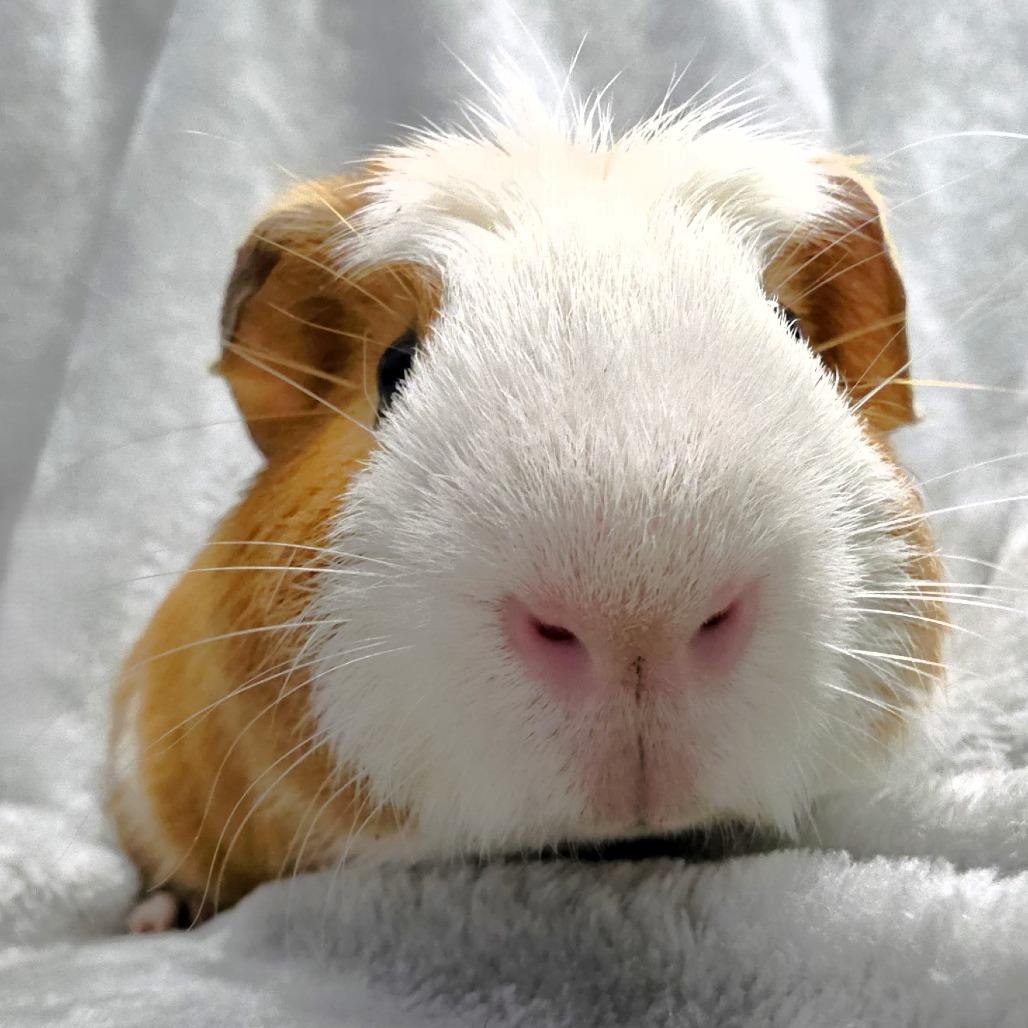 Enlarge Chanel, a Adoptable Guinea Pig in Michigan City, IN image 5/6