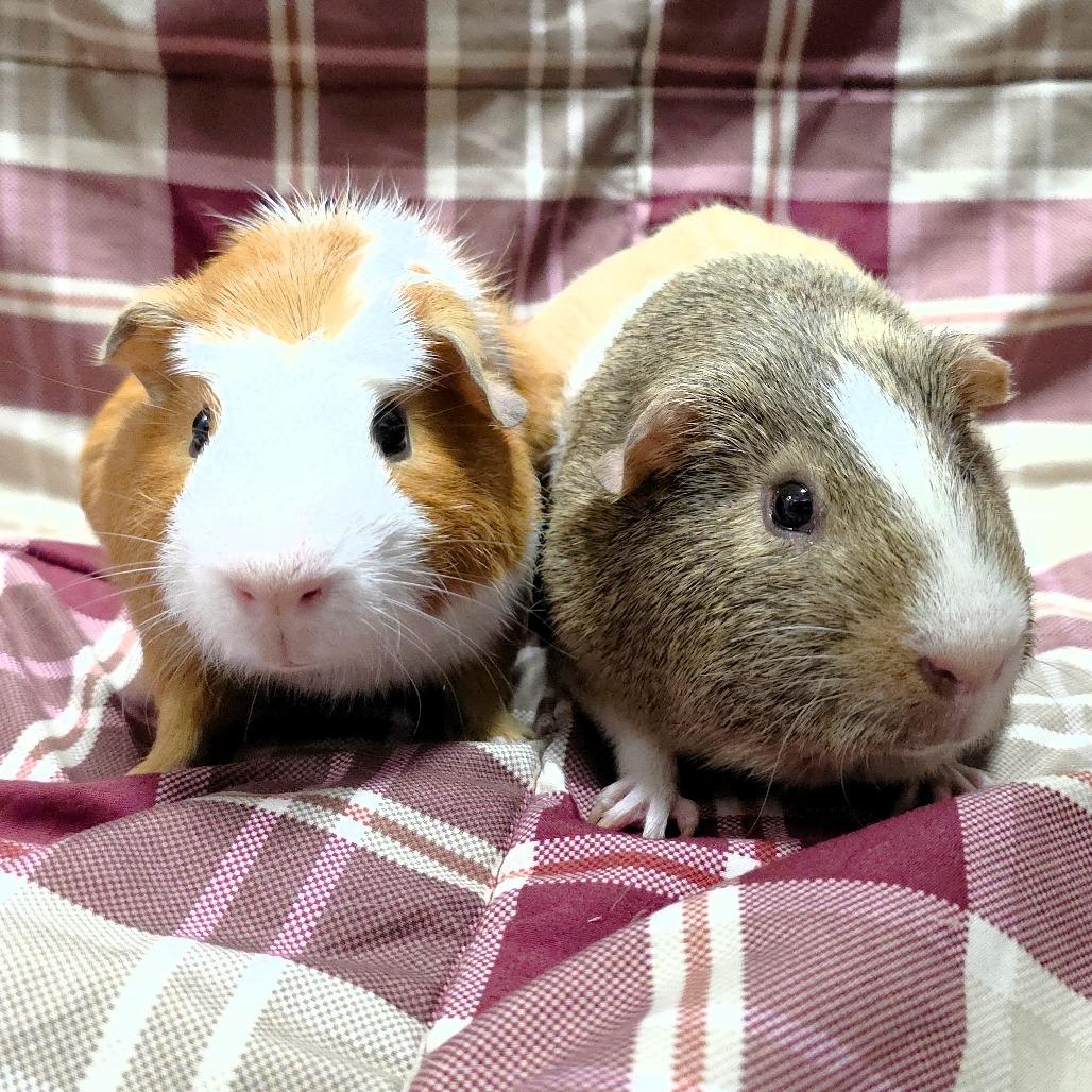 Enlarge Chanel, a Adoptable Guinea Pig in Michigan City, IN image 3/5