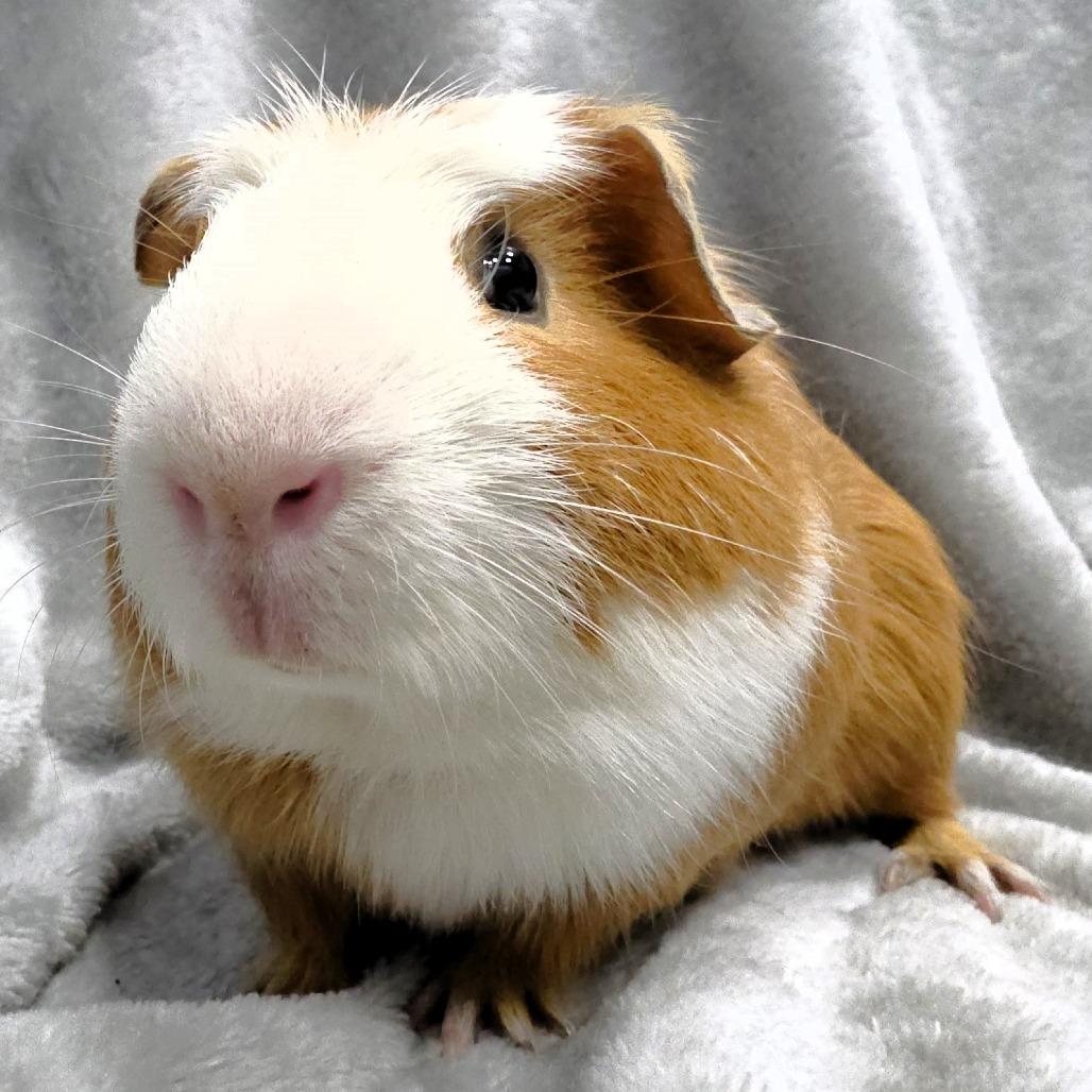 Enlarge Chanel, a Adoptable Guinea Pig in Michigan City, IN image 6/6