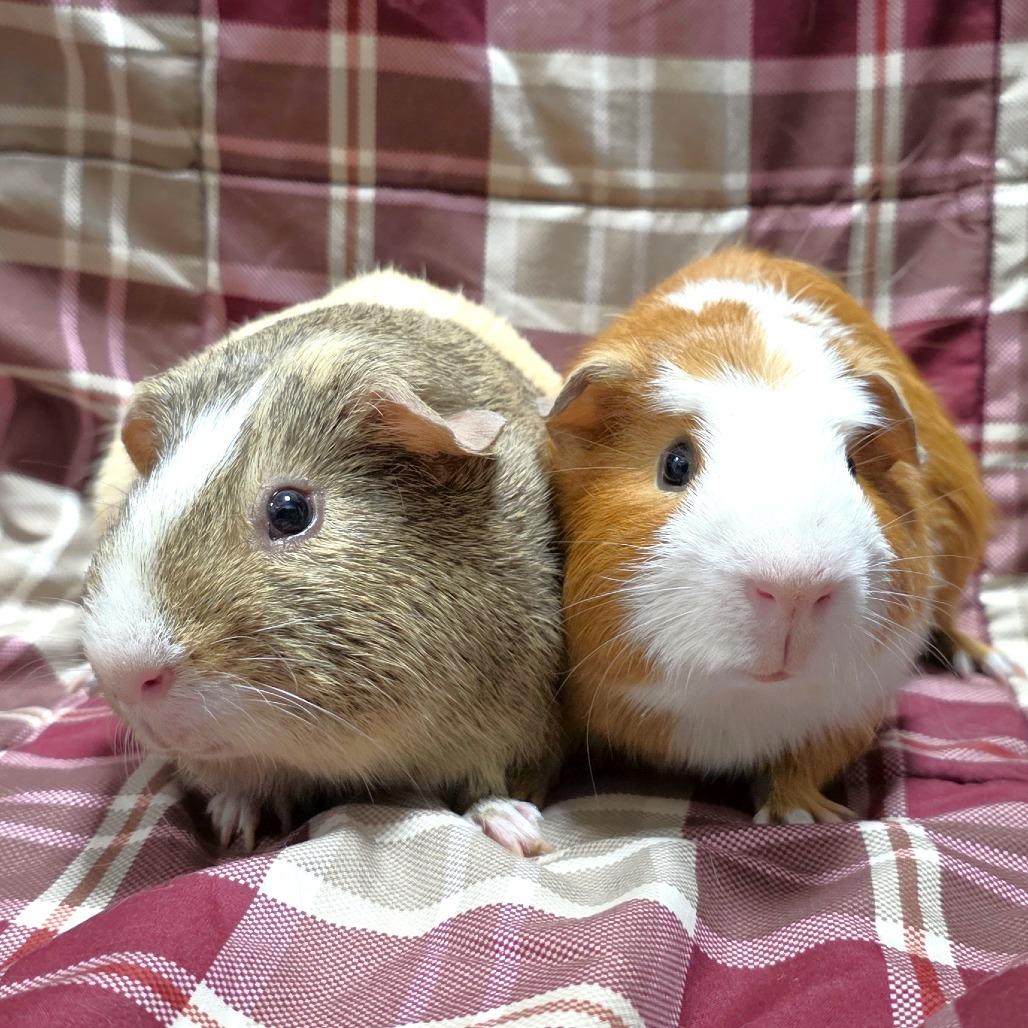 Enlarge Chanel, a Adoptable Guinea Pig in Michigan City, IN image 4/5