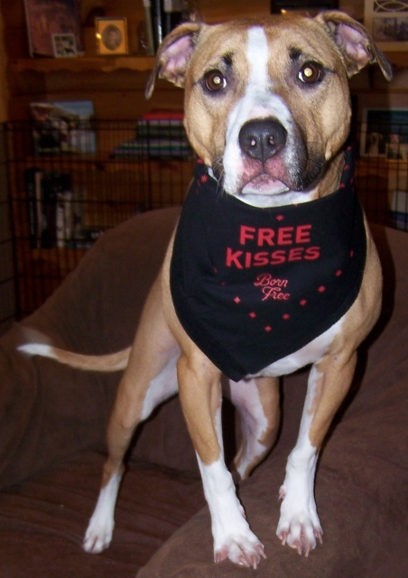 Enlarge Chyna - very smart!, a Adoptable mixed breed in Shell Lake, WI image 1/10