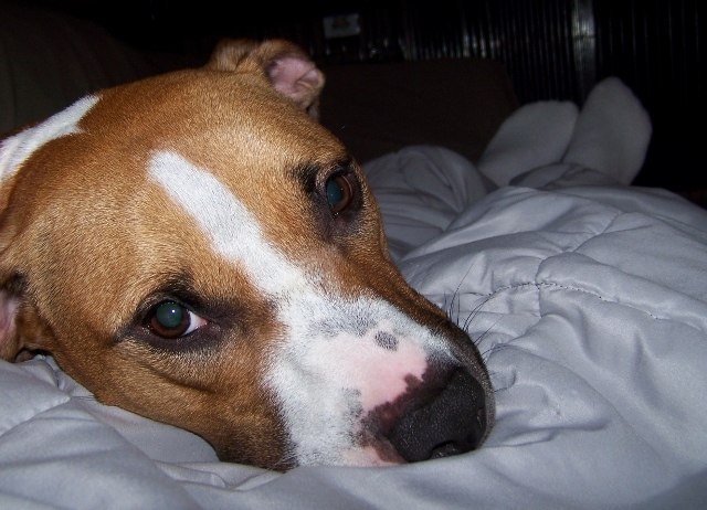 Enlarge Chyna - very smart!, a Adoptable mixed breed in Shell Lake, WI image 2/10