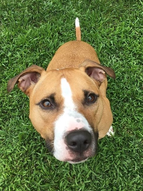 Chyna - very smart! photo 2