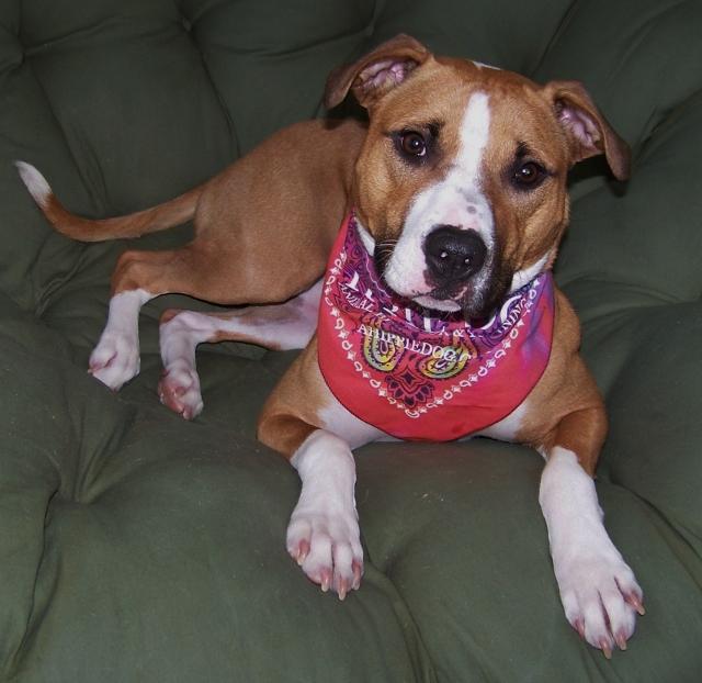 Enlarge Chyna - very smart!, a Adoptable mixed breed in Shell Lake, WI image 4/10
