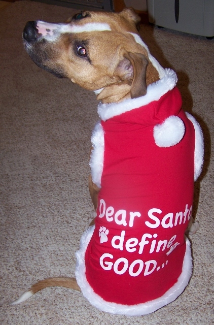 Enlarge Chyna - very smart!, a Adoptable mixed breed in Shell Lake, WI image 5/10