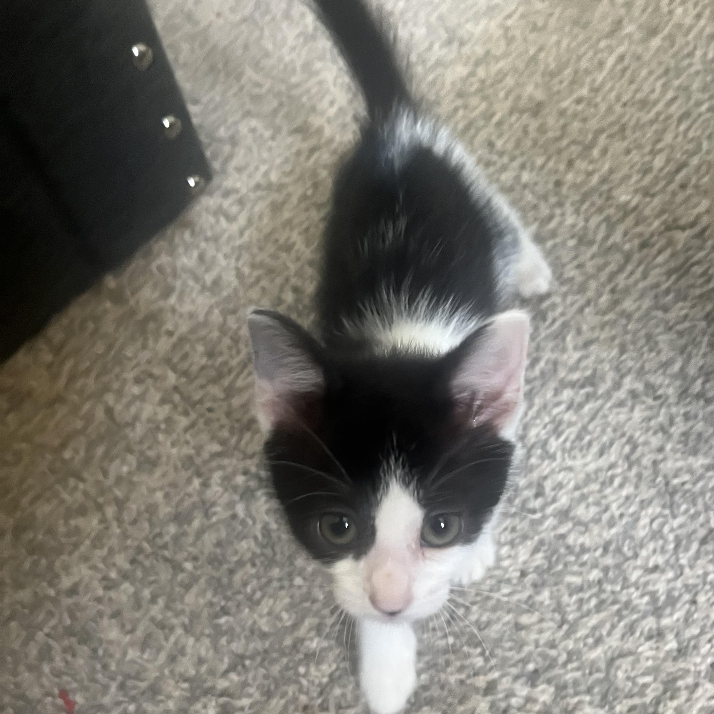 Tucker, ADOPTABLE, Kitten Female Domestic Short Hair.