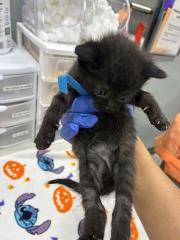 Enlarge FLUFFBALL, a Adoptable Domestic Short Hair in San Martin, CA image 1/1