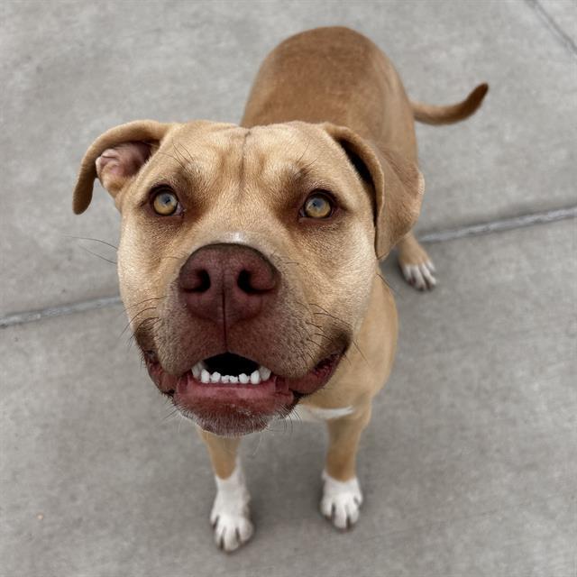 MR TANKERTON, Adoptable, Young Male American Staffordshire Terrier & Labrador Retriever.