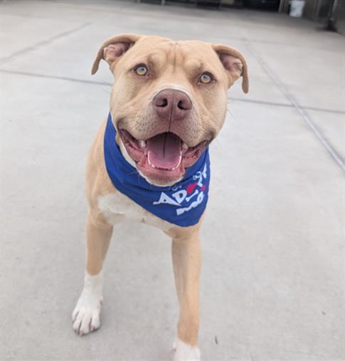 MR TANKERTON, Adoptable, Young Male American Staffordshire Terrier & Labrador Retriever.