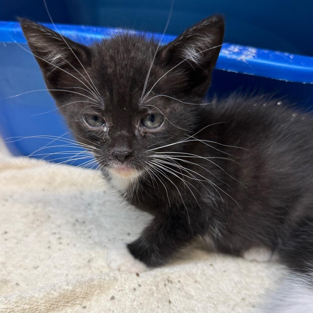 Rhubarb Pie, Adoptable, Kitten Female Domestic Short Hair.