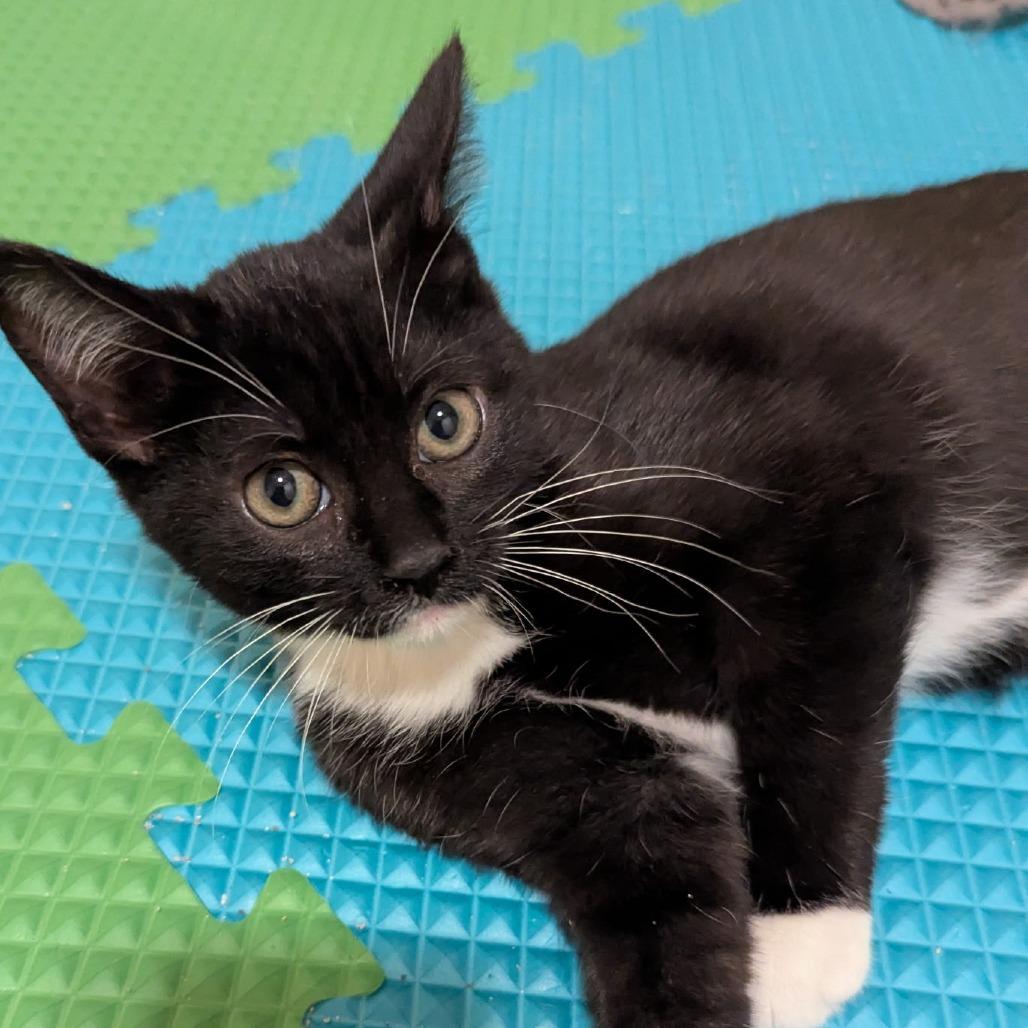 Enlarge Rhubarb Pie, a Adoptable Domestic Short Hair in Lake Panasoffkee, FL image 2/3