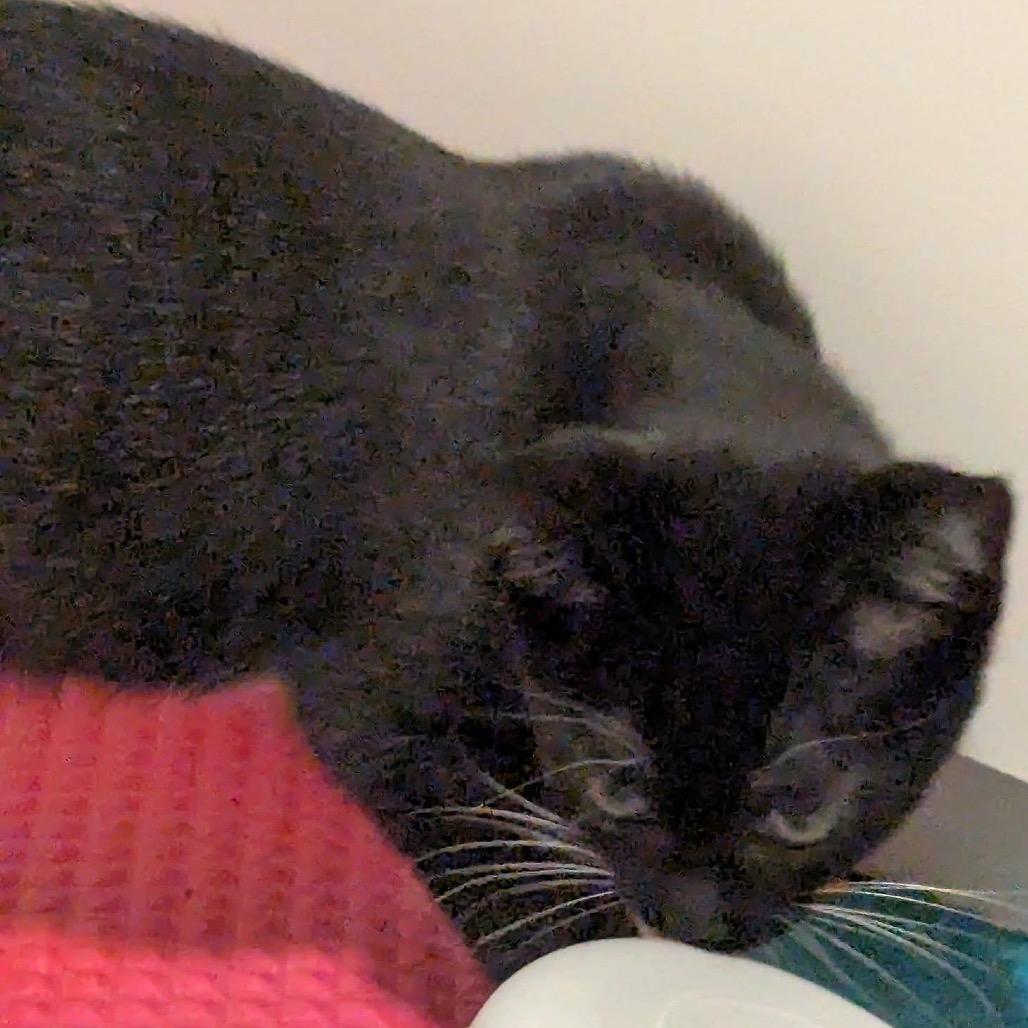 Enlarge Rhubarb Pie, a Adoptable Domestic Short Hair in Lake Panasoffkee, FL image 3/3