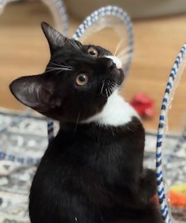 Enlarge Royce, an adopted Domestic Short Hair in Lemoyne, PA image 1/5