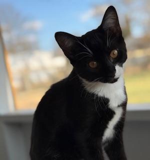 Enlarge Royce, an adopted Domestic Short Hair in Lemoyne, PA image 5/5