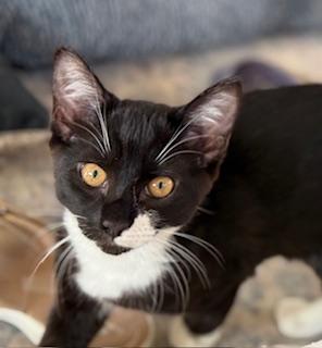 Enlarge Royce, an adopted Domestic Short Hair in Lemoyne, PA image 2/5