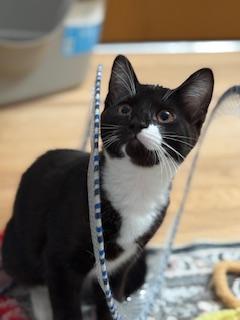 Enlarge Royce, an adopted Domestic Short Hair in Lemoyne, PA image 3/5