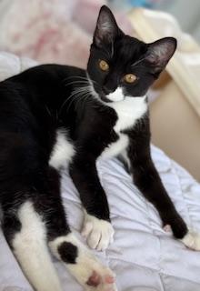 Enlarge Royce, an adopted Domestic Short Hair in Lemoyne, PA image 4/5