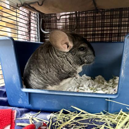 Scout, Adoptable, Adult Male Chinchilla & Chinchilla.