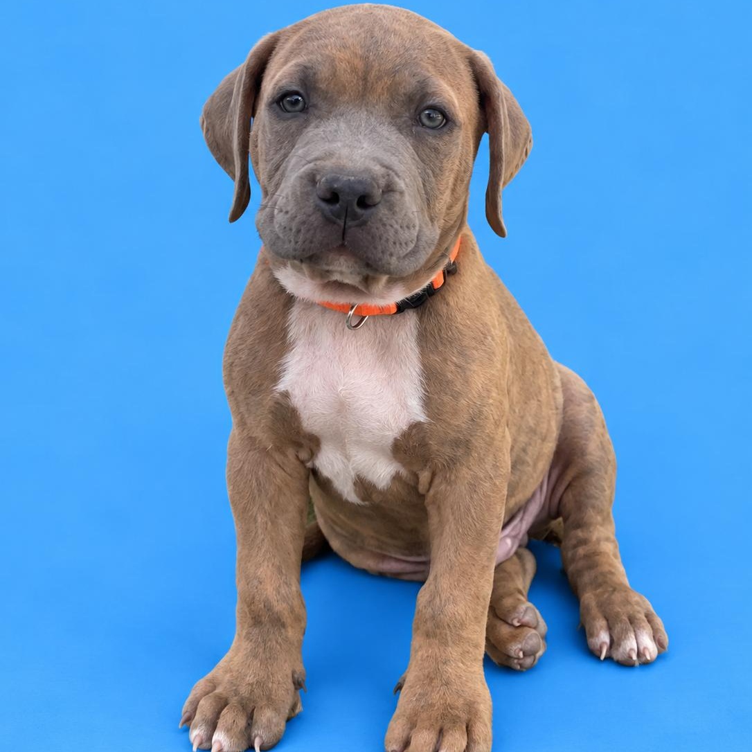 Giorgio, Adopted, Puppy Male Staffordshire Bull Terrier & Pit Bull Terrier.