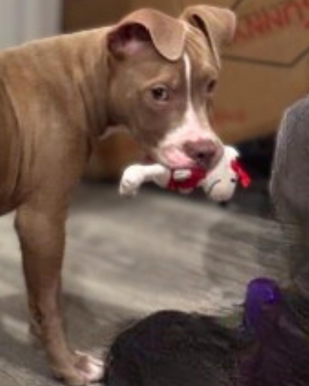 Enlarge Mello, a ADOPTABLE Pit Bull Terrier in Valley Village, CA image 3/4