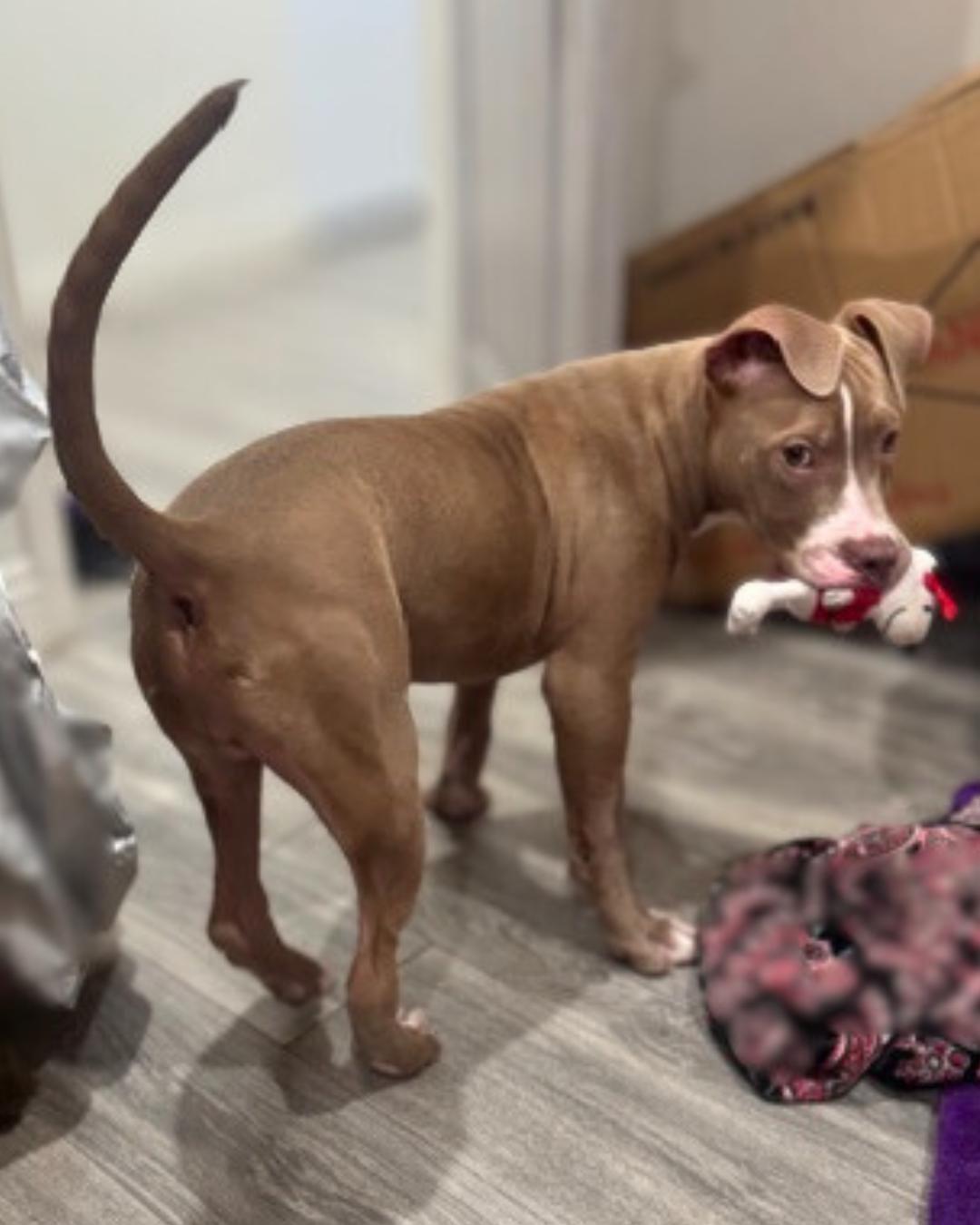 Enlarge Mello, a ADOPTABLE Pit Bull Terrier in Valley Village, CA image 2/4