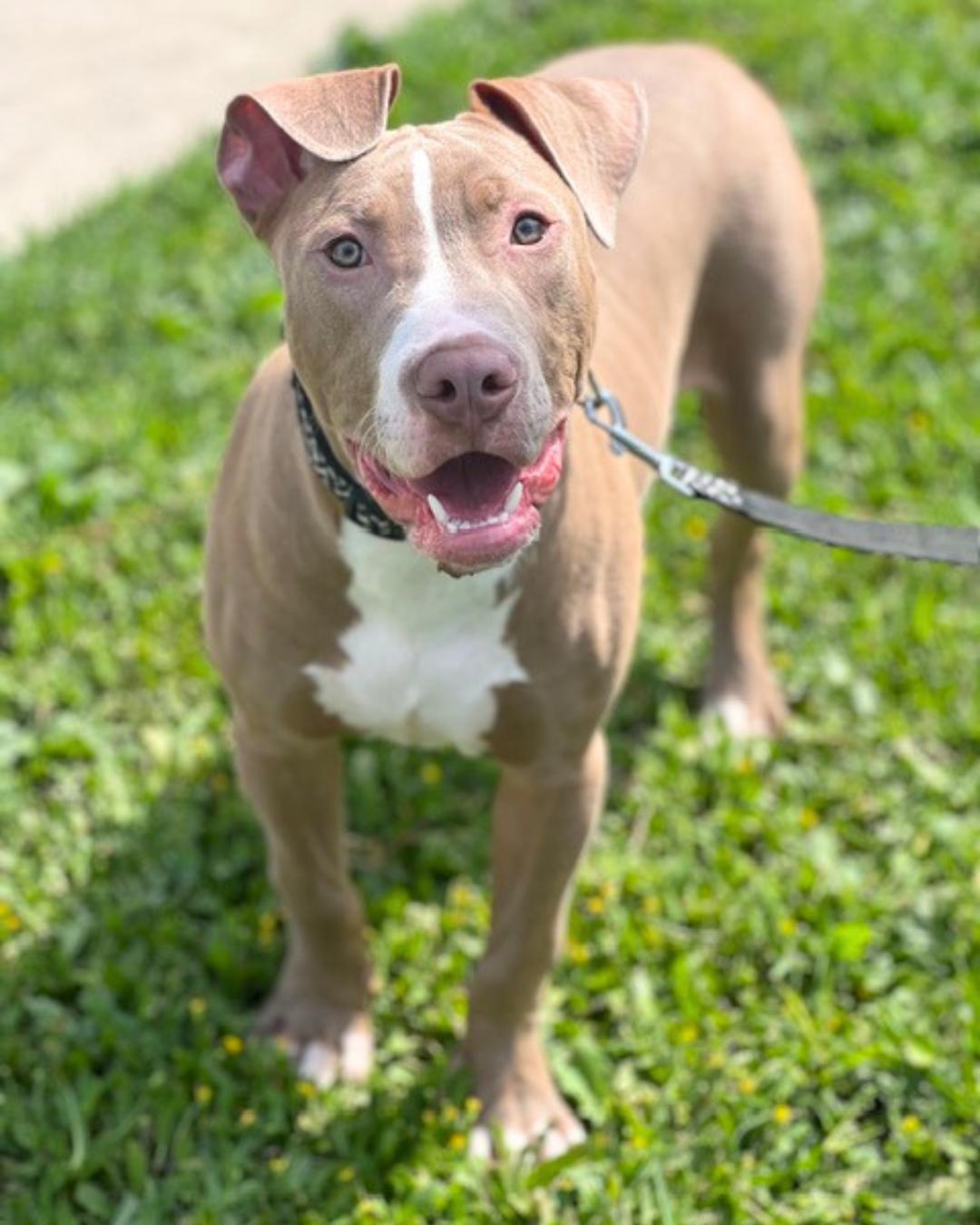 Mello, a ADOPTABLE Pit Bull Terrier in Valley Village, CA image 3/5