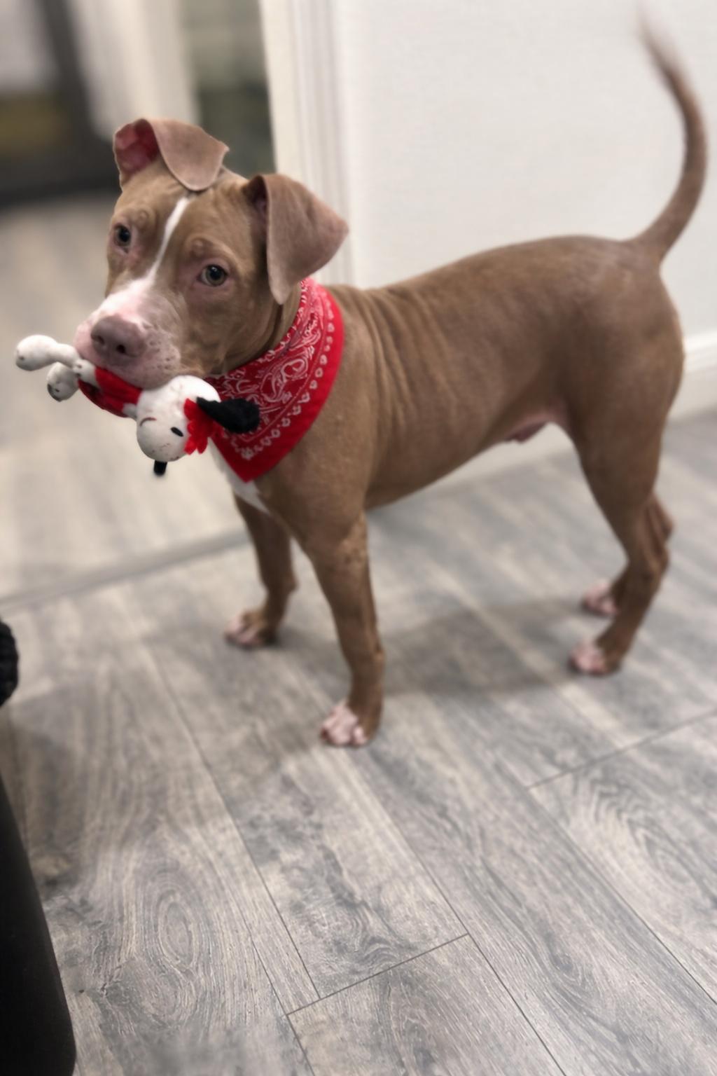 Enlarge Mello, a ADOPTABLE Pit Bull Terrier in Valley Village, CA image 4/4