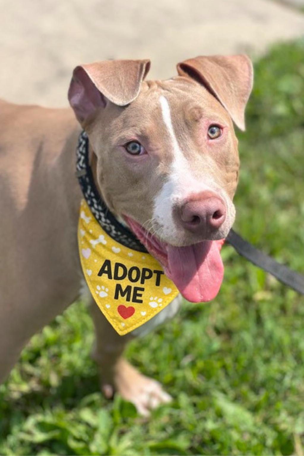 Mello, a ADOPTABLE Pit Bull Terrier in Valley Village, CA image 1/5