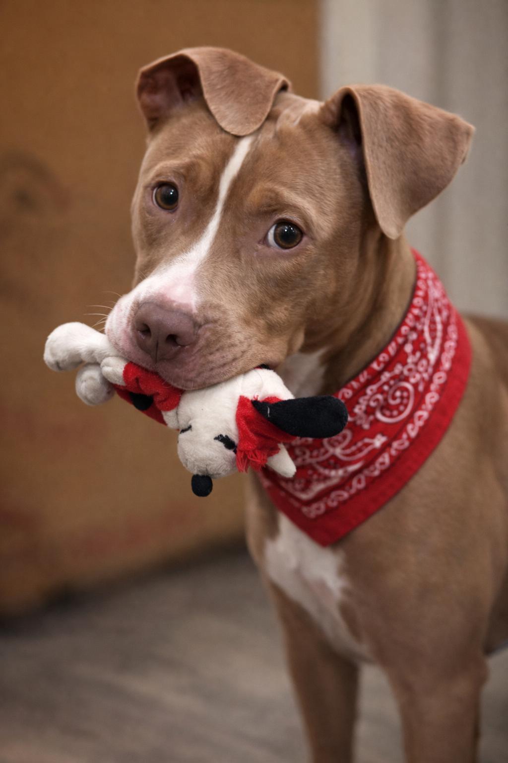 Mello, ADOPTABLE, Puppy Male Pit Bull Terrier.