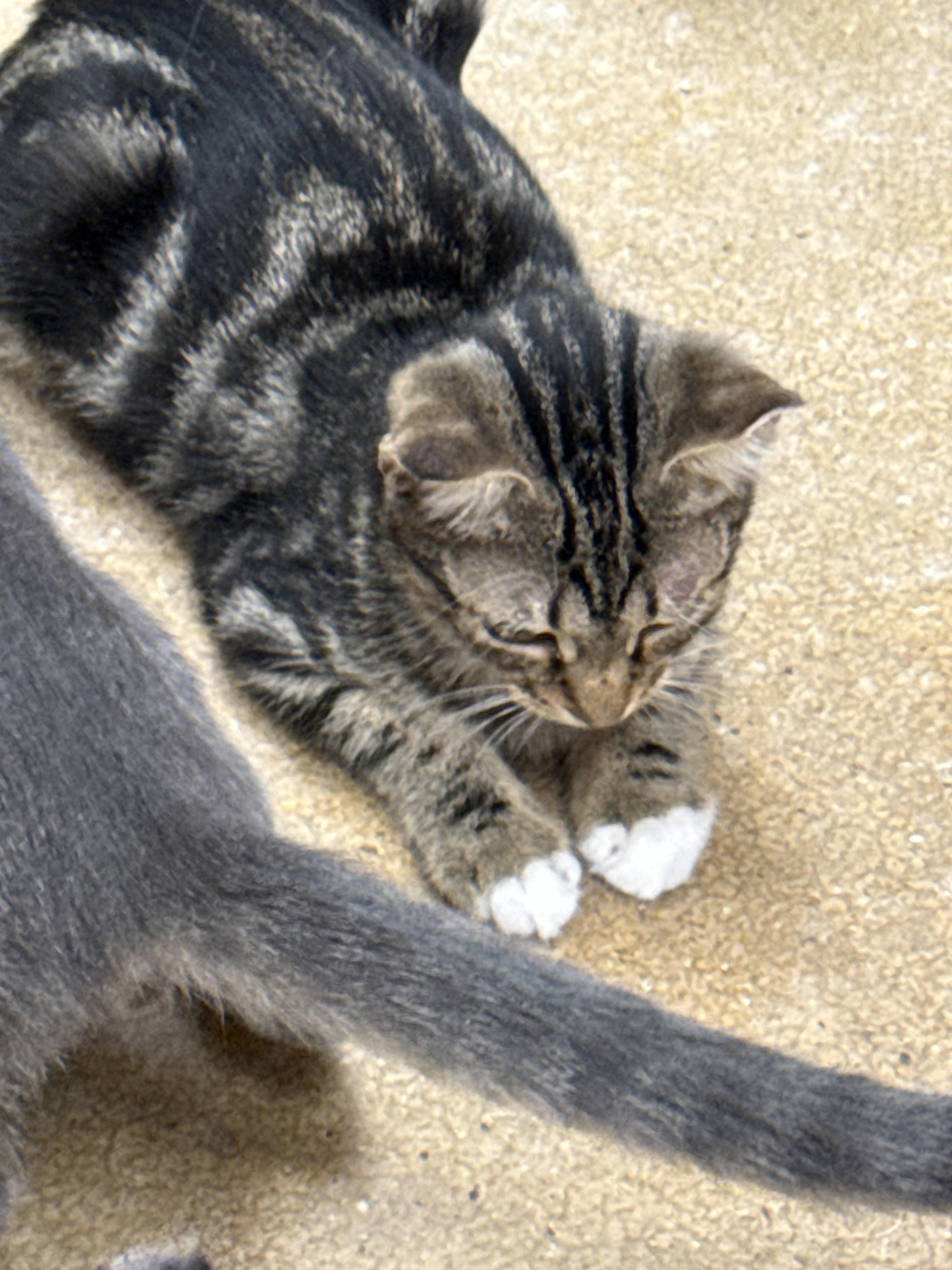 Enlarge Samantha, a Adoptable Domestic Short Hair in Charlotte, NC image 1/1