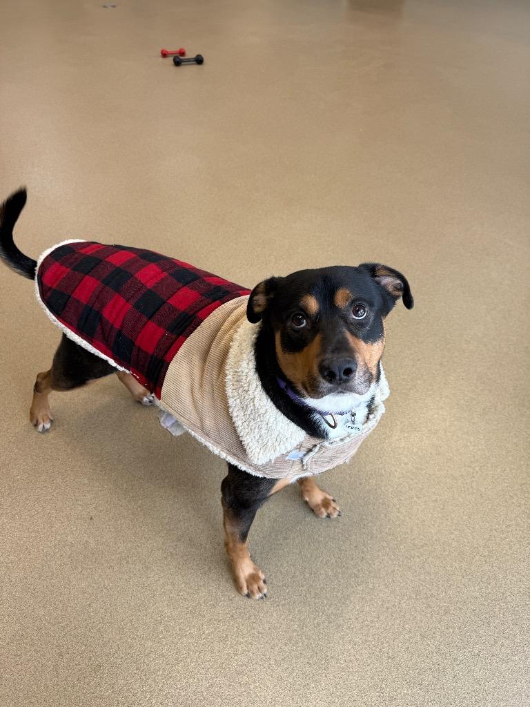 Teddy, Adoptable, Adult Male Shepherd.