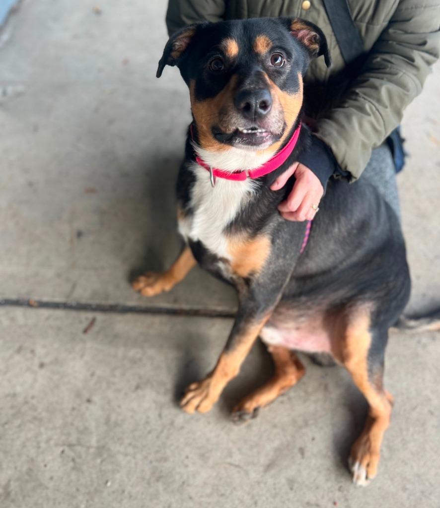 Enlarge Teddy, a Adoptable mixed breed in North Syracuse, NY image 2/3