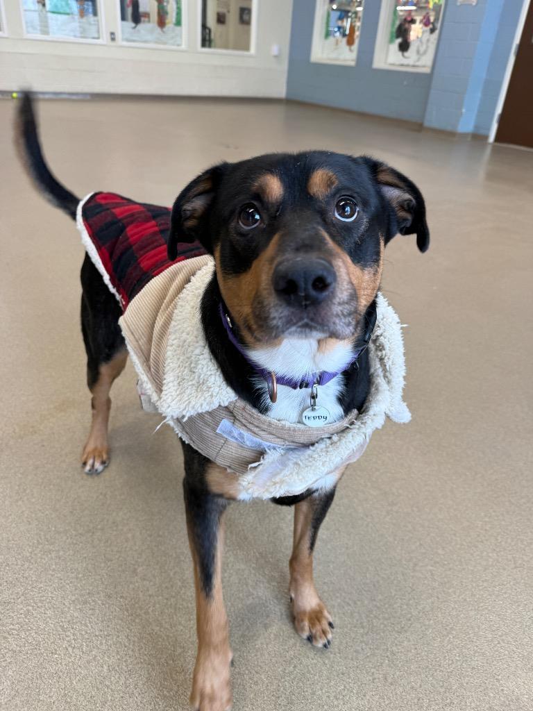 Enlarge Teddy, a Adoptable mixed breed in North Syracuse, NY image 3/3