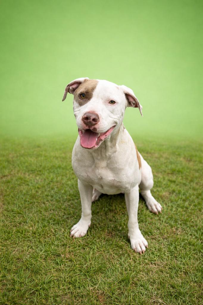 Enlarge Pooh, a Adoptable American Bulldog in Wauchula, FL image 1/1