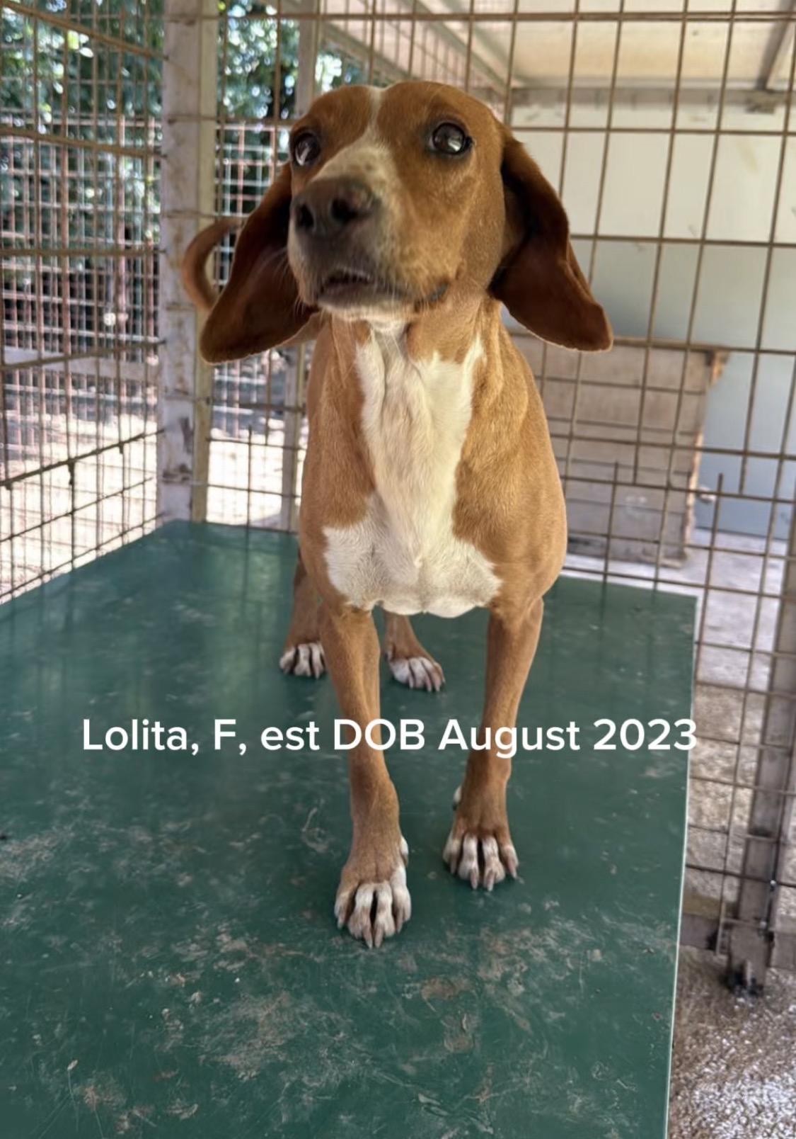 Lolita, Adoptable, Young Female Hound & Mixed Breed.