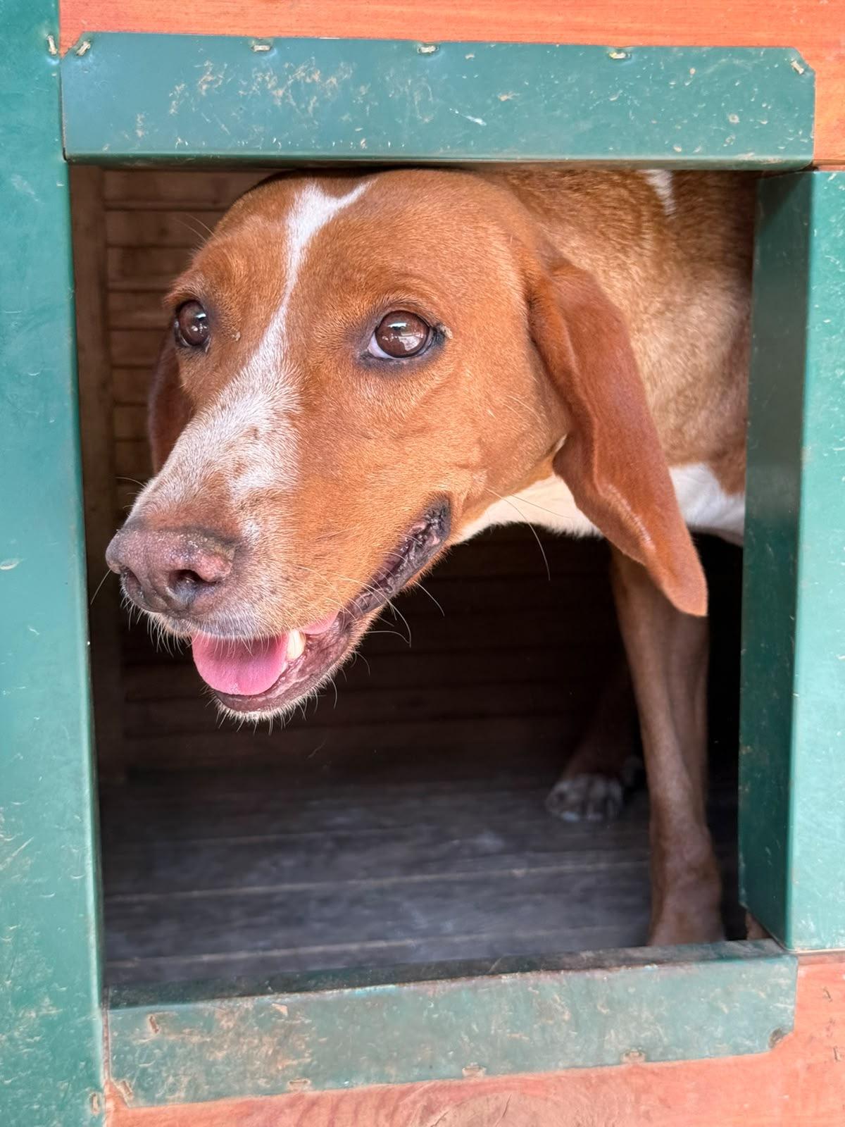 Enlarge Lolita, a Adoptable mixed breed in silver spring, MD image 4/4