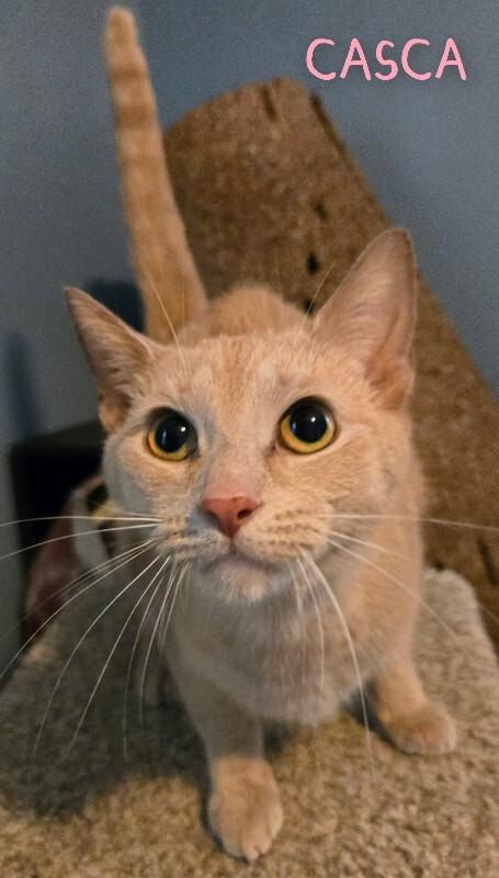 Casca, Adoptable, Young Female Domestic Short Hair.