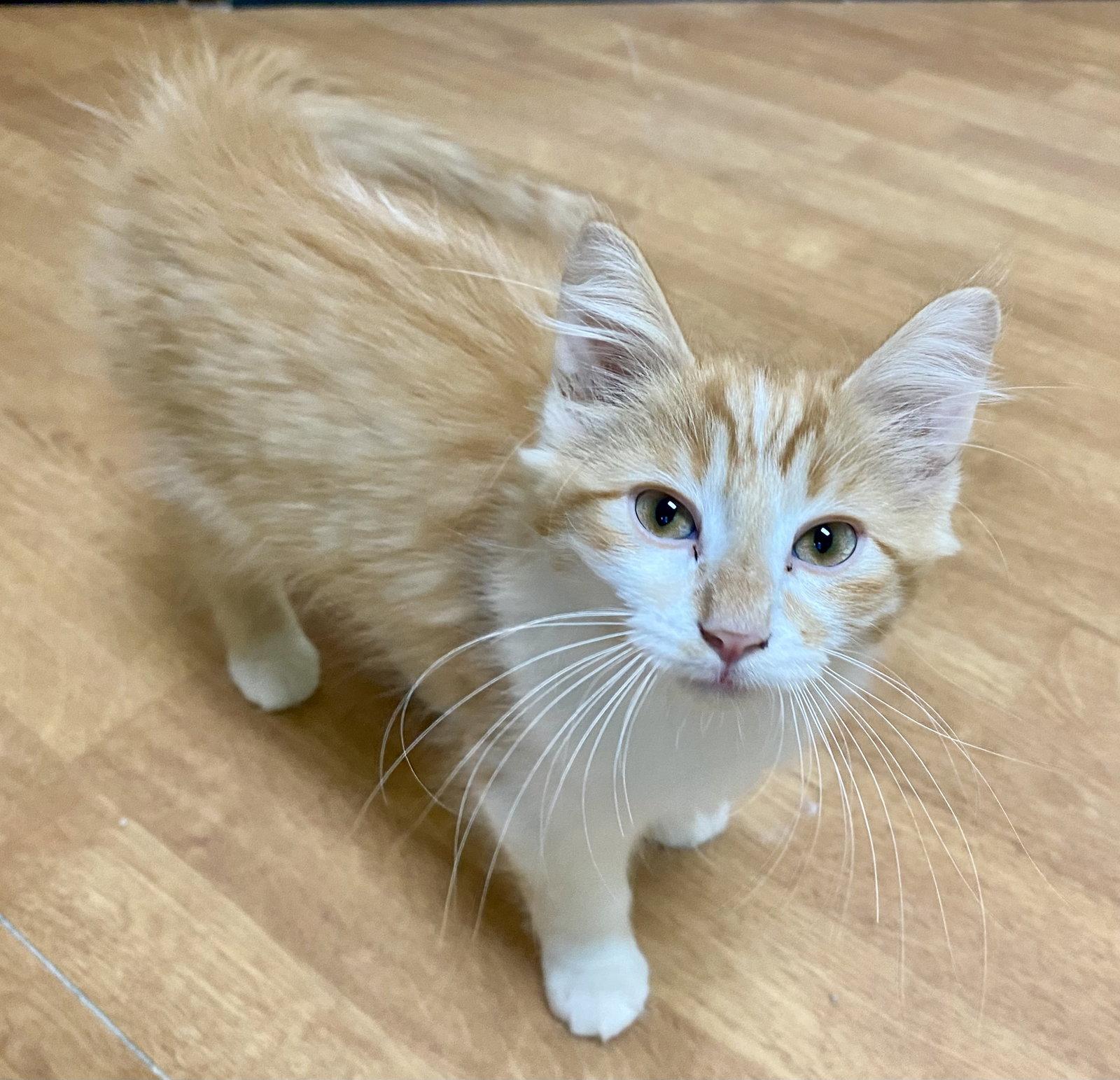 Presto, Adopted, Young Male Domestic Long Hair & Tabby.