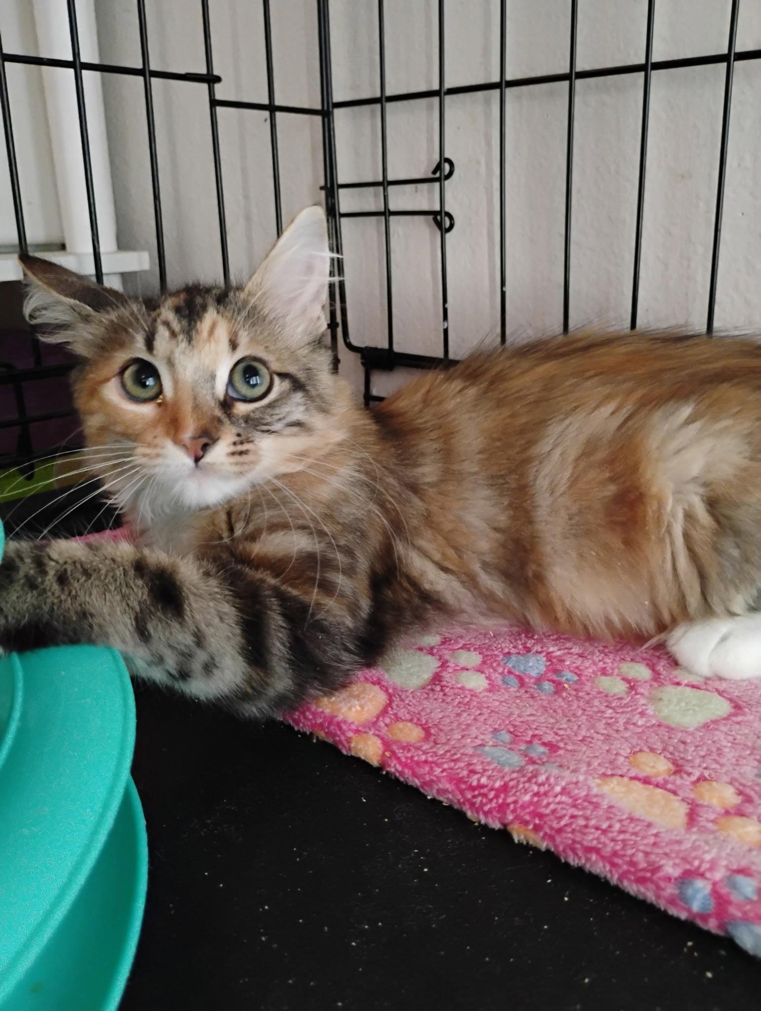 Binky ( Kat), Adoptable, Kitten Female Maine Coon & Domestic Long Hair.