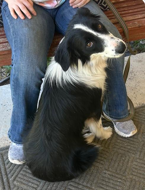 Enlarge Talley Talent, an adopted mixed breed in Woburn, MA image 6/6