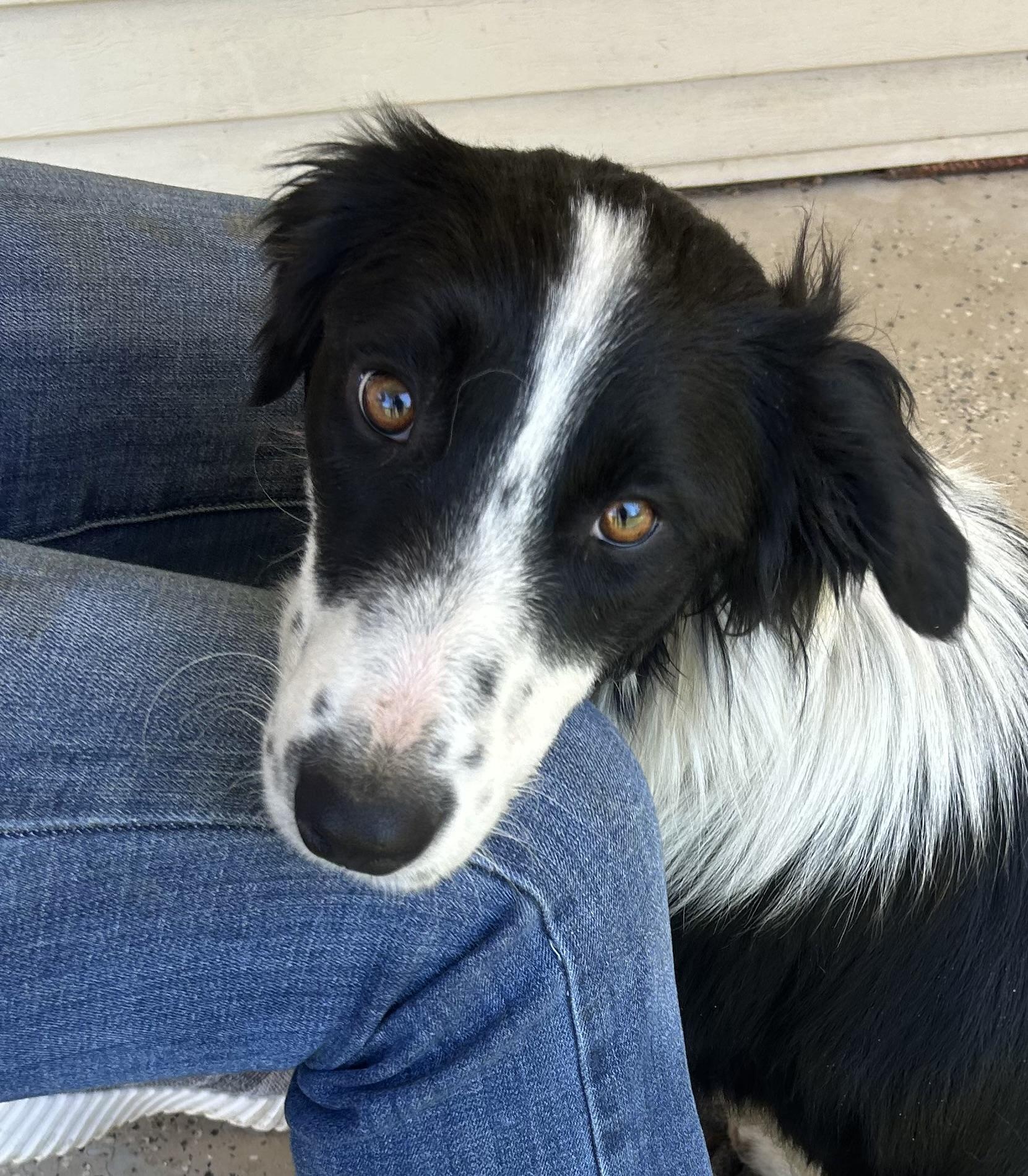 Enlarge Talley Talent, an adopted mixed breed in Woburn, MA image 3/6