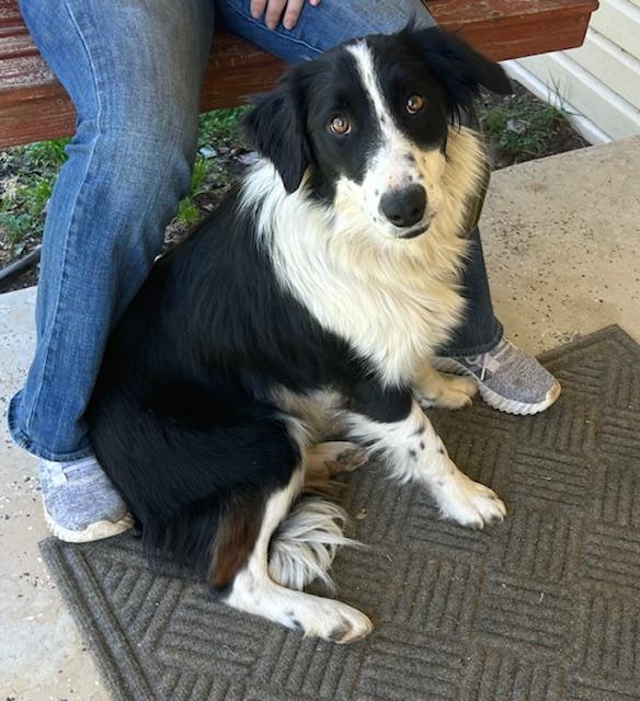 Enlarge Talley Talent, an adopted mixed breed in Woburn, MA image 2/6