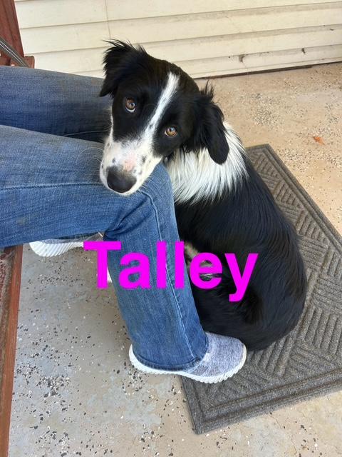 Enlarge Talley Talent, an adopted mixed breed in Woburn, MA image 5/6