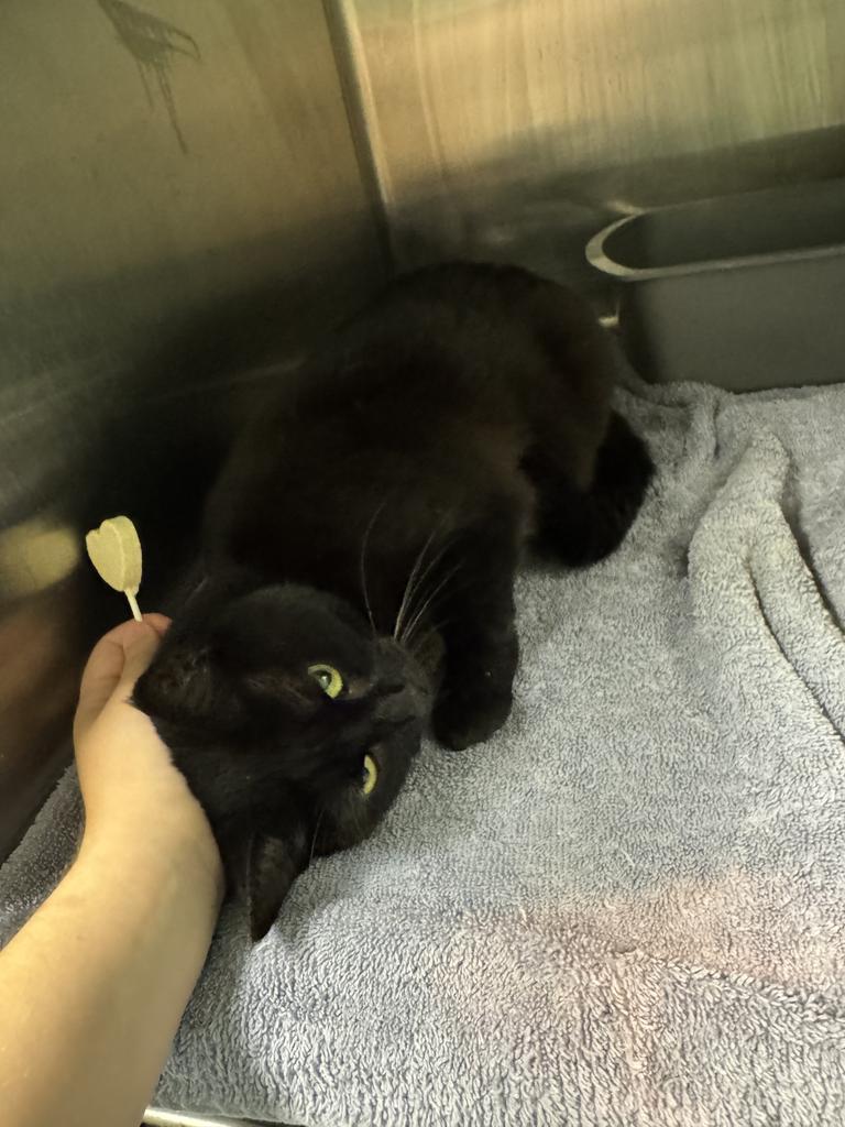 Enlarge Nevan, a Adoptable mixed breed in Athens, OH image 1/3