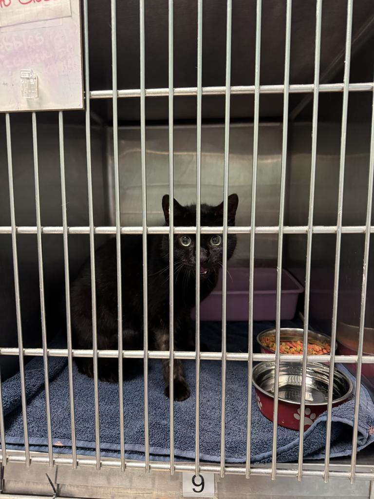 Enlarge Nevan, a Adoptable mixed breed in Athens, OH image 2/3
