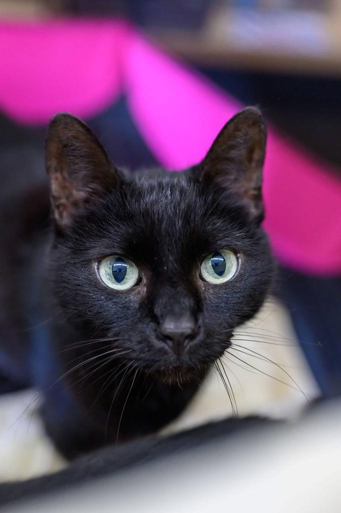 Enlarge Nevan, a Adoptable mixed breed in Athens, OH image 3/3