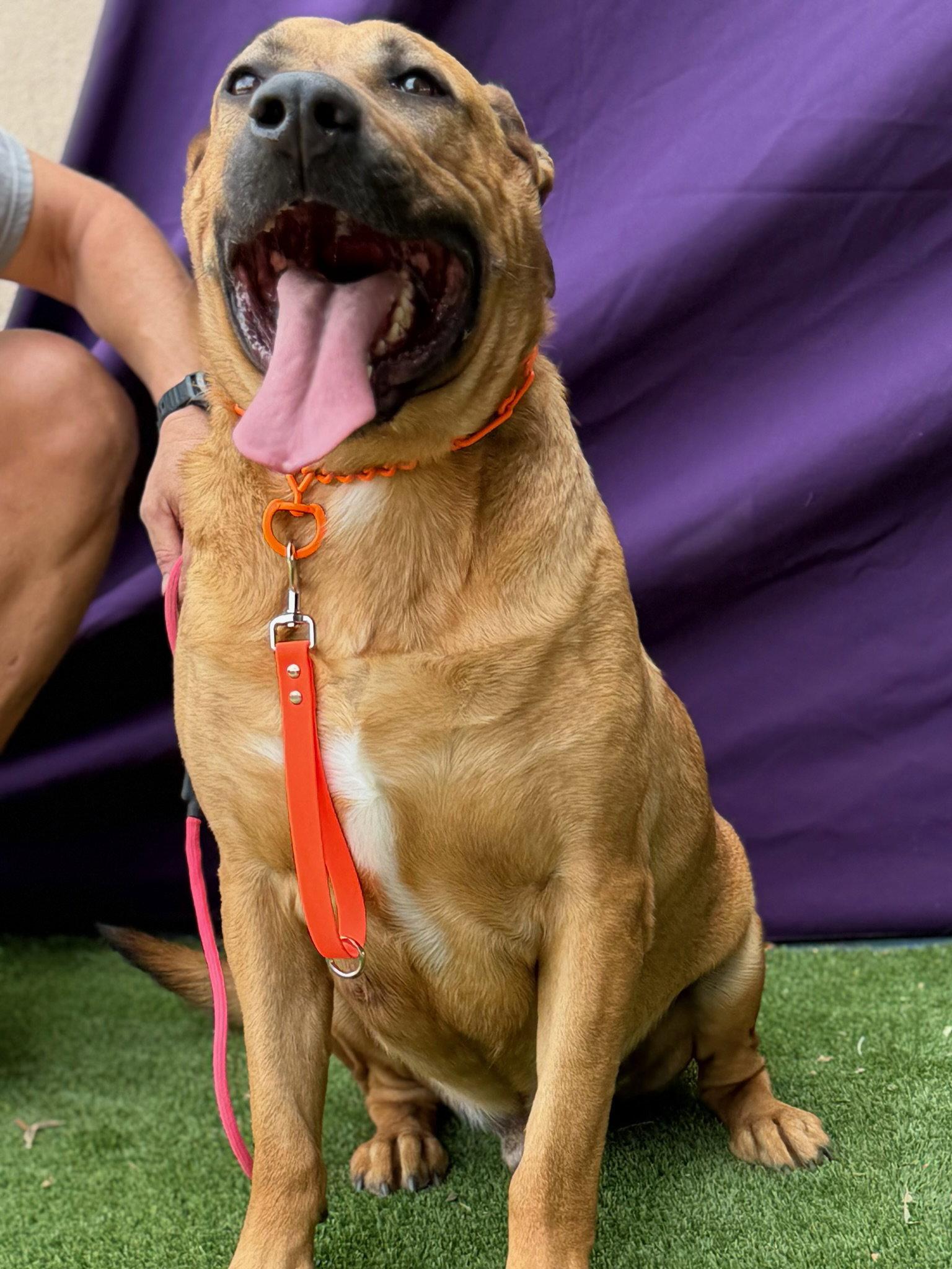 Trapper, Adoptable, Young Male Mastiff.